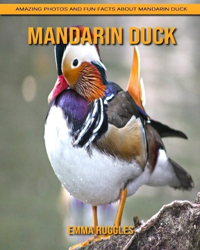 Mandarin Duck