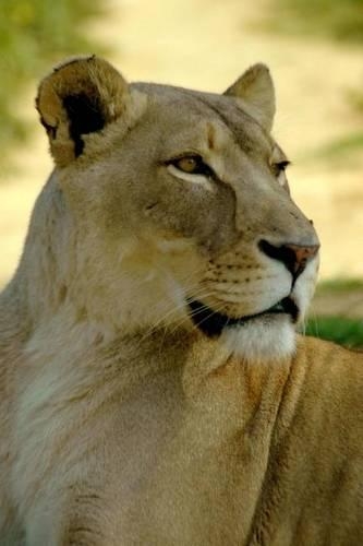 Portrait of a Lioness Journal