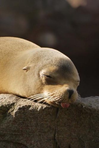 Sweet Seal Snoozing in the Sun Marine Animal Journal