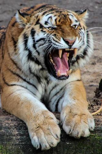 Tiger Notebook - Journal Gift for Cute Animal Lovers: 6x9 in (15x23 cm) Medium College Ruled Notebook, 116 page, lined