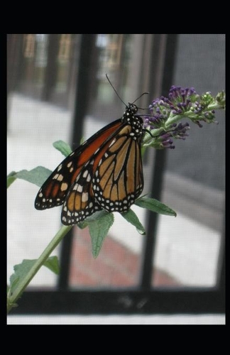 my favorite color is orange