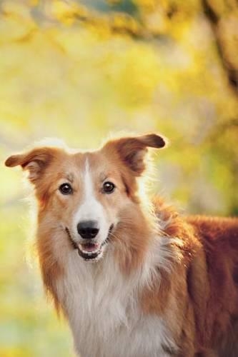 Border Collie September Notebook & Journal. Productivity Work Planner & Idea Notepad