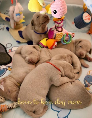 Born to Be a Dog Mom