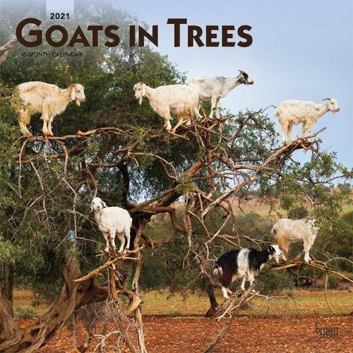 Goats in Trees 2021 Square