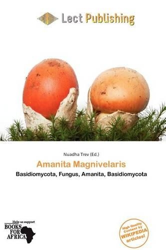 Amanita Magnivelaris: (English)