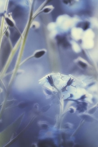 Blue Dreams: Forget-Me-Not Journal, Notebook, or Diary - Blank Lined, 6 X 9 Inches, 150 Pages(Floral)