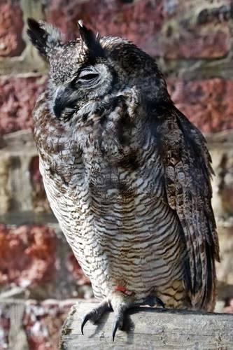 Wise Looking Eagle Owl Perched on a Pole: African American Civil War Soldier Monument in Boston(English)
