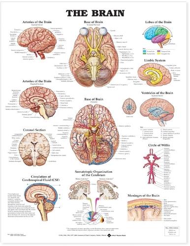 The Brain Anatomical Chart: (English)