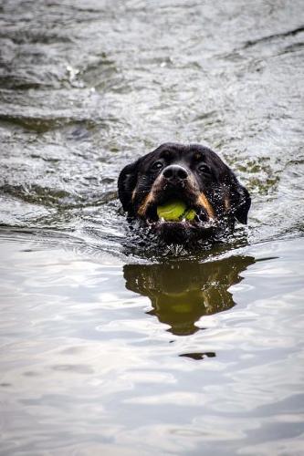 Rottweiler Caught the Ball, Swimming Back Journal