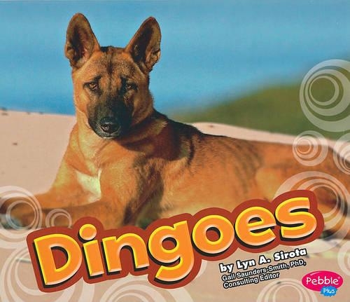 Dingoes