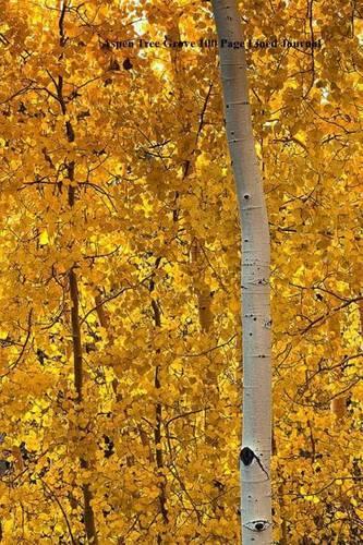 Aspen Tree Grove 100 Page Lined Journal