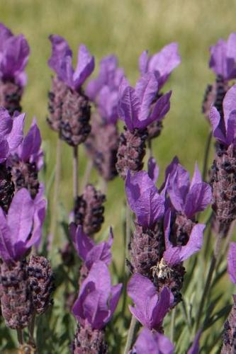 2019 Daily Planner Flowers Pretty Lavender 384 Pages: (2019 Planners Calendars Organizers Datebooks Appointment Books Agendas)