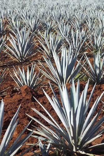 Agave Plants Journal