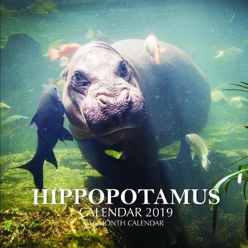 Hippopotamus Calendar 2019