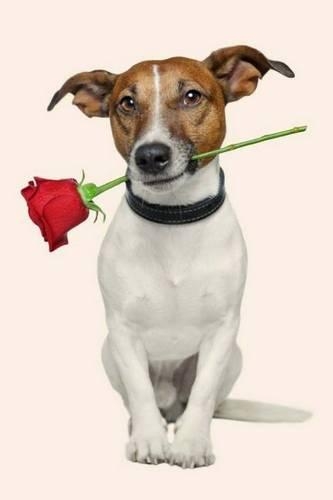 Jack Russell