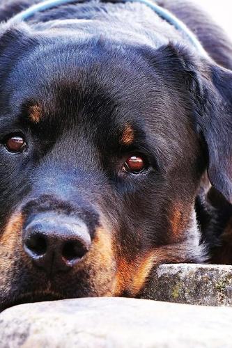 Rottweiler I Will Nap Now Journal: Take Notes, Write Down Memories in this 150 Page Lined Journal