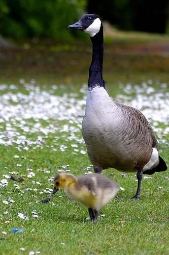 Mother and Baby Canada Geese Journal