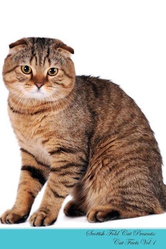 Scottish Fold Cat Presents