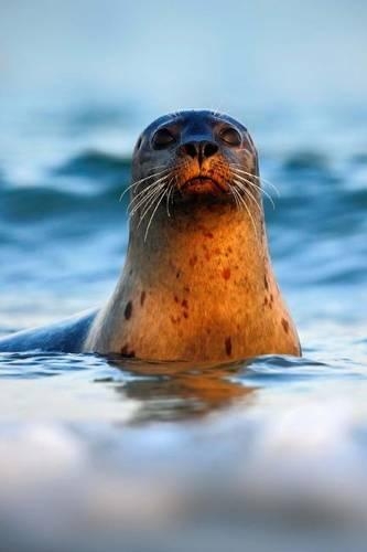 Darling Atlantic Gray Seal in the Water Near Heligoland Islands Germany Journal: 150 Page Lined Notebook/Diary(English)
