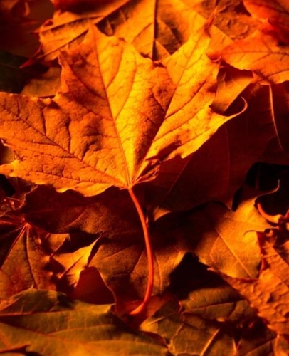 School Composition Book Fall Leaves Ground 130 Pages