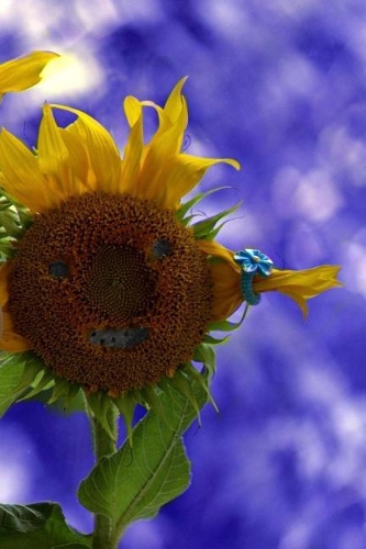 Sunflower Faces Notebook