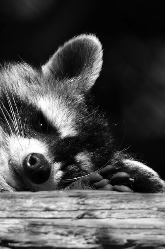 Raccoon Taking a nap on a Log in Black and White Journal: Take Notes, Write Down Memories in this 150 Page Lined Journal