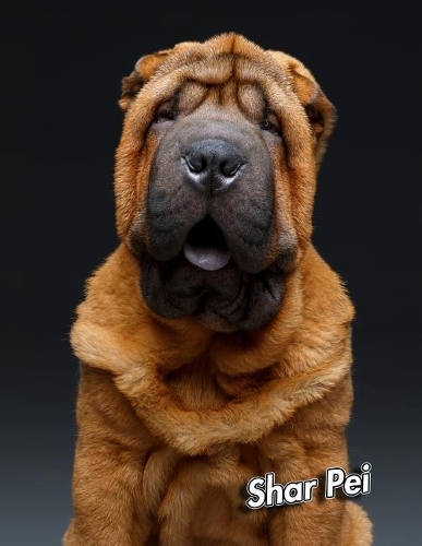 Shar Pei: 2020 Weekly Calendar 12 Months 107 pages 8.5 x 11 in. Planner Diary Organizer Agenda Appointment Half Spread Blank Pages