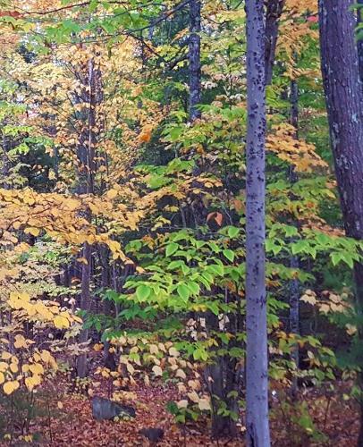 School Composition Book Autumn Foliage Fall Forest 130 Pages: (Notebook, Diary, Blank Book)(Seasonal Fall Photo School Composition Books Notebooks)