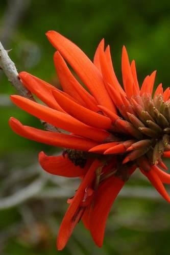 Korallenbaum-Tree Bloom in South Africa, for the Love of Flowers: Blank 150 Page Lined Journal for Your Thoughts, Ideas, and Inspiration(English)