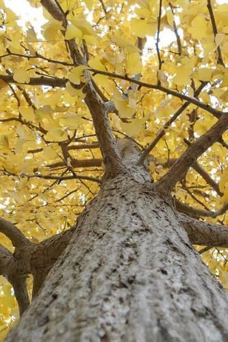 Yellow Leaves on a Gingko Tree in Autumn