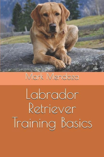 Labrador Retriever Training Basics