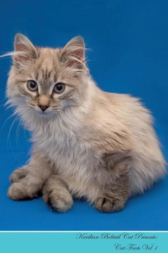 Kurilian Bobtail Cat Presents