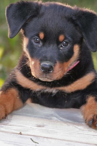 Rottweiler Puppy Trying to Get Up Journal