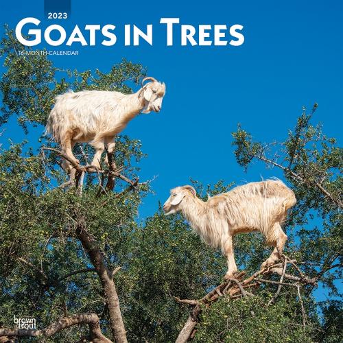 Goats in Trees 2023 Square