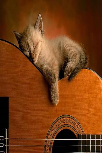 Guitar Cat Notebook: Guitar Cat Notebook, Journal, Diary size 6x9