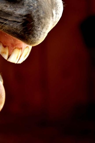 Horse Humour Notebook