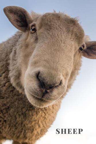 Sheep: Notebook With Curio, Education Notebook, Notebook With Sheep, Animal Notebook, School Notebook, Office Notebook, Journal, Diary (110 Pages, Blank, L