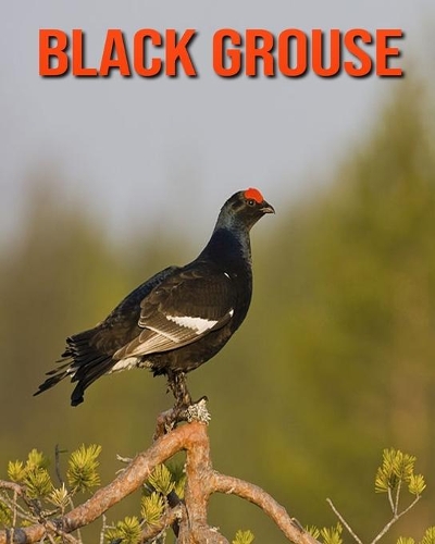 Black Grouse