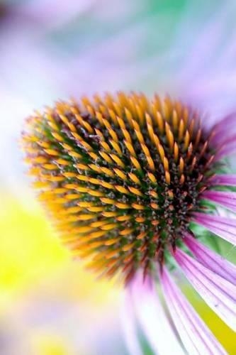 Mind Blowing Bloom 200 page lined journal: 200 page lined journal(English)