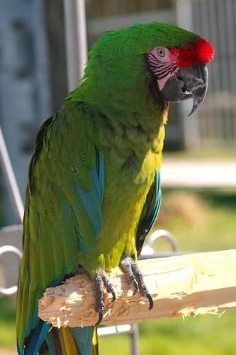 A Beautiful Perched Military Macaw: Blank 150 Page Lined Journal for Your Thoughts, Ideas, and Inspiration(English)