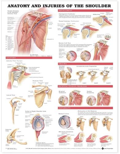 Anatomy and Injuries of the Shoulder Anatomical Chart: (English)