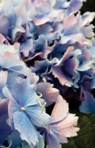 Hydrangea: Journal/Planner(In the Garden)