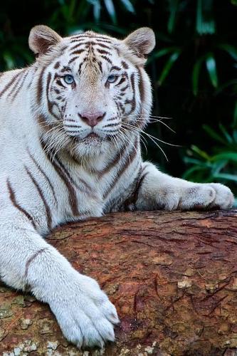 Tiger Notebook - Journal Gift for Cute Animal Lovers: 6x9 in (15x23 cm) Medium College Ruled Notebook, 116 page, lined