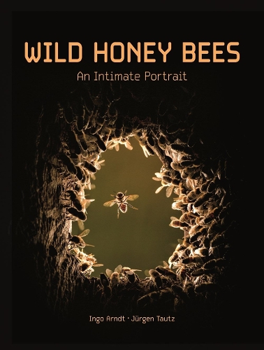 Wild Honey Bees