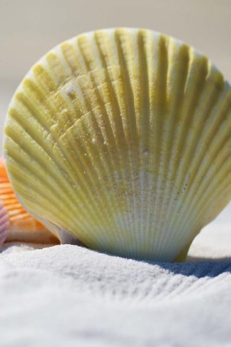 Pretty Seashell Beach Vacation Journal