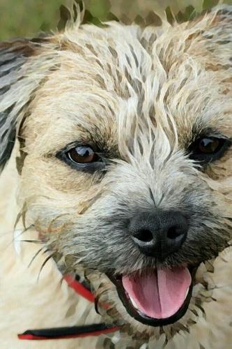 Border Terrier Dog Blank Lined Journal Notebook: A Daily Diary, Composition or Log Book, Gift Idea for People Who Love Border Terrier Dogs and Puppies!!