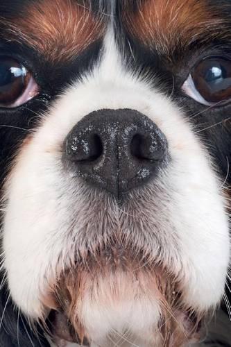 Cavalier King Charles Spaniel vol.1 Notebook & Journal. Productivity Work Planner & Idea Notepad