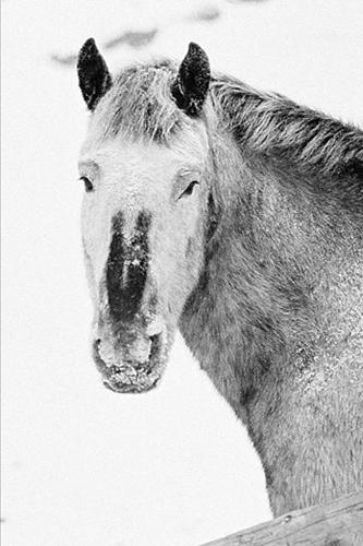 2020 Weekly Planner Horse Photo Equine Horse Winter Snowstorm 134 Pages: 2020 Planners Calendars Organizers Datebooks Appointment Books Agendas
