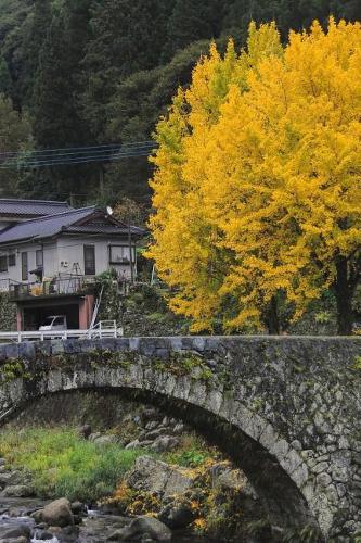 Ginkgo Tree in the Japanese Countryside Journal