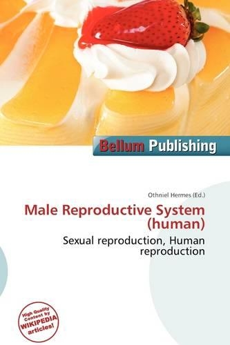 Male Reproductive System (Human)